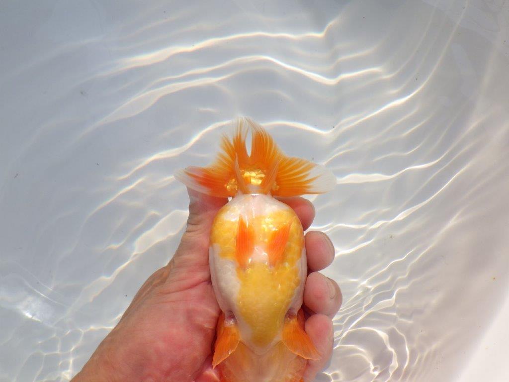 【 志摩紅鱗会所属ブリーダーN、K様 当歳らんちゅう】素晴らしい雰囲気! 約14,5㎝  メス?