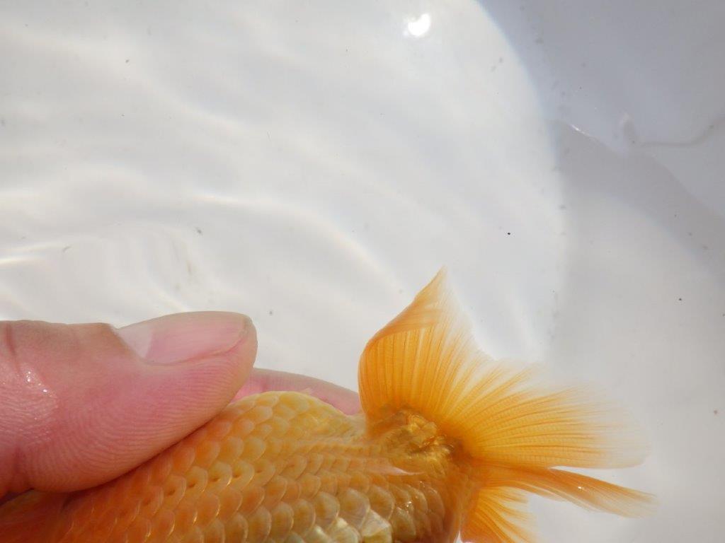 【愛知超優良系統 】当歳らんちゅう約11㎝オス?送料別になります。