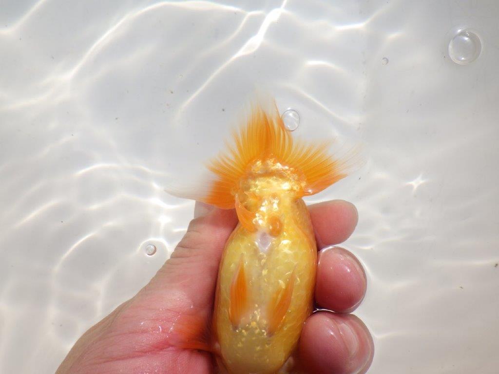 【愛知超優良系統 】背も綺麗！当歳らんちゅう約11㎝オス？