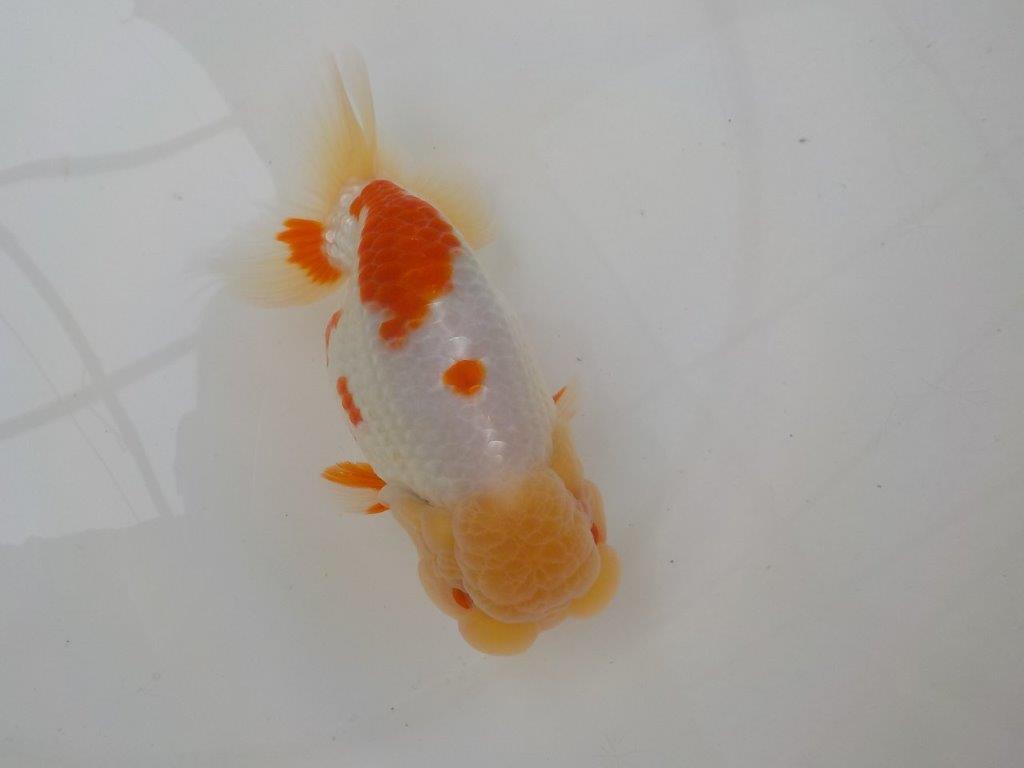 【志摩紅鱗会】二歳魚の部　入賞魚　約15,5㎝　オス ？