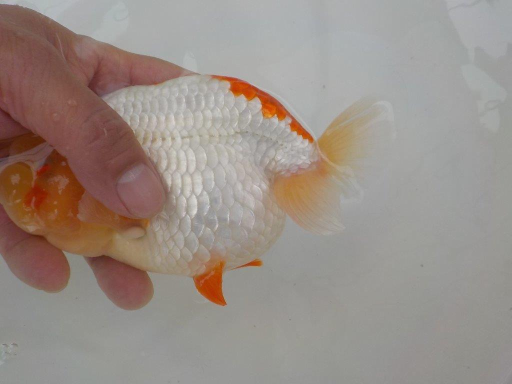 【志摩紅鱗会】二歳魚の部　入賞魚　約15,5㎝　オス ？