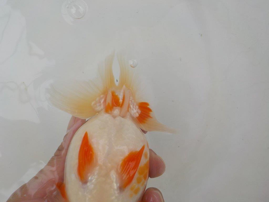 【志摩紅鱗会】二歳魚の部　入賞魚　約15,5㎝　オス ？