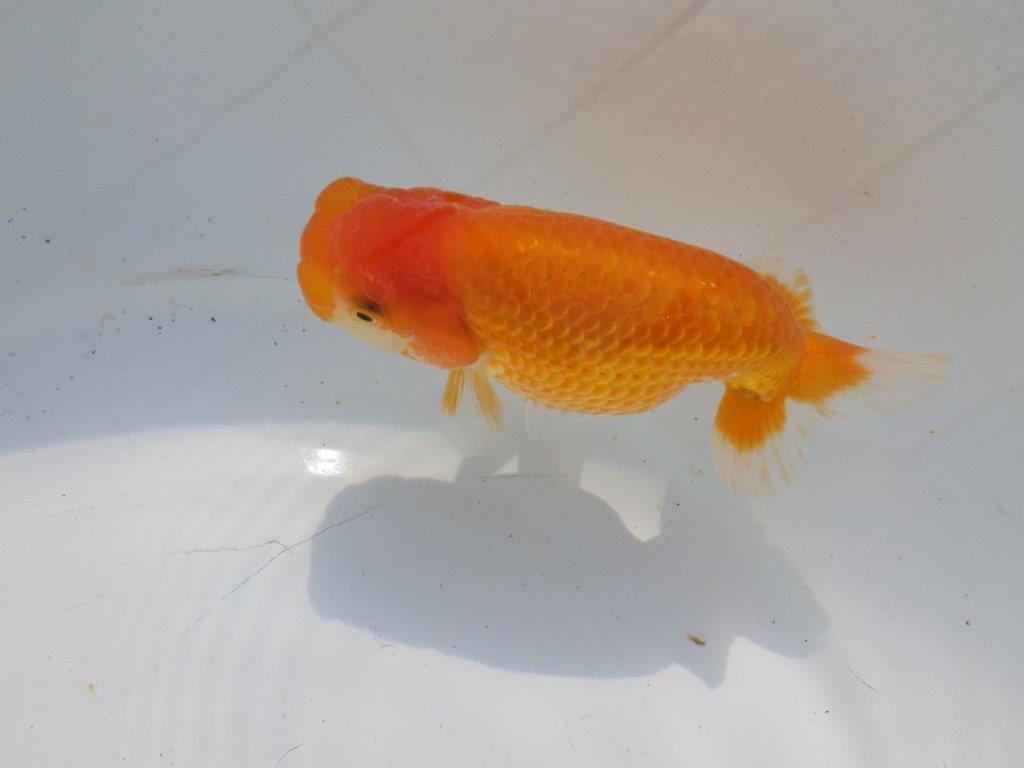 【愛知超優良系統 】冬場の飼い込みお勧め当歳らんちゅう約12㎝メス?
