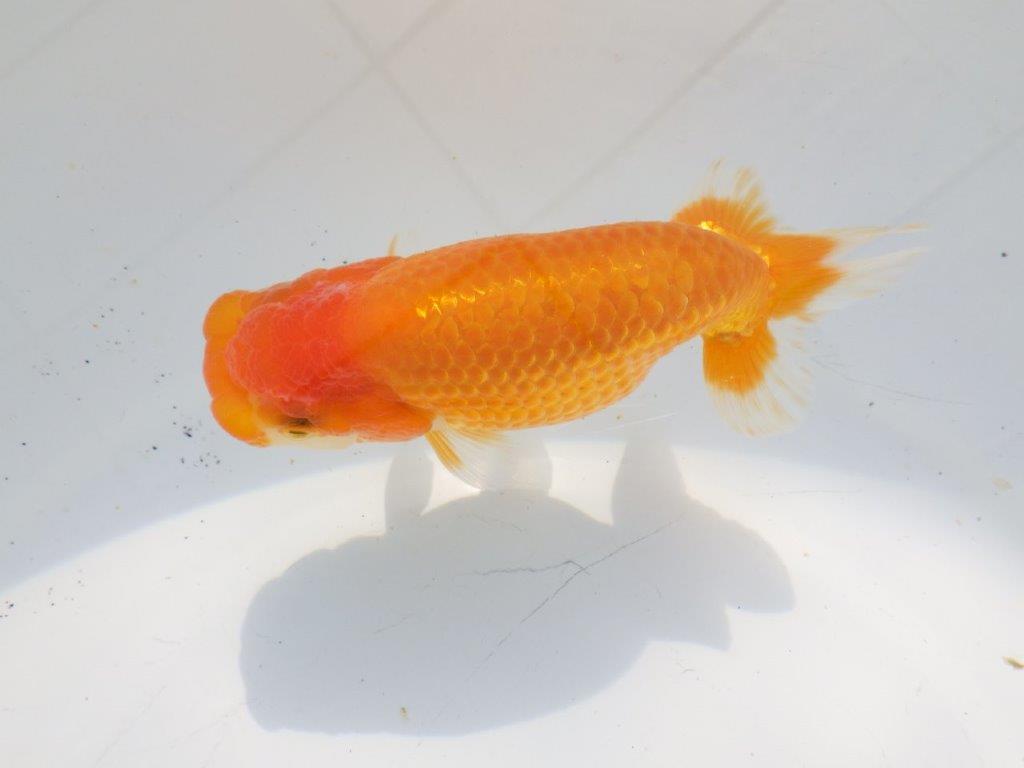 【愛知超優良系統 】冬場の飼い込みお勧め当歳らんちゅう約12㎝メス?