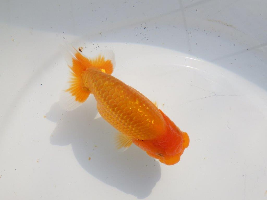 【愛知超優良系統 】種にもお勧め！上物当歳らんちゅう約12,5㎝オス？