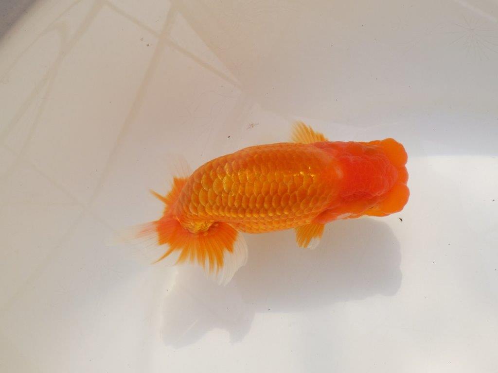 【全国大会西大関獲得ブリーダー 】種にもお勧め当歳らんちゅう約14,5㎝オス？
