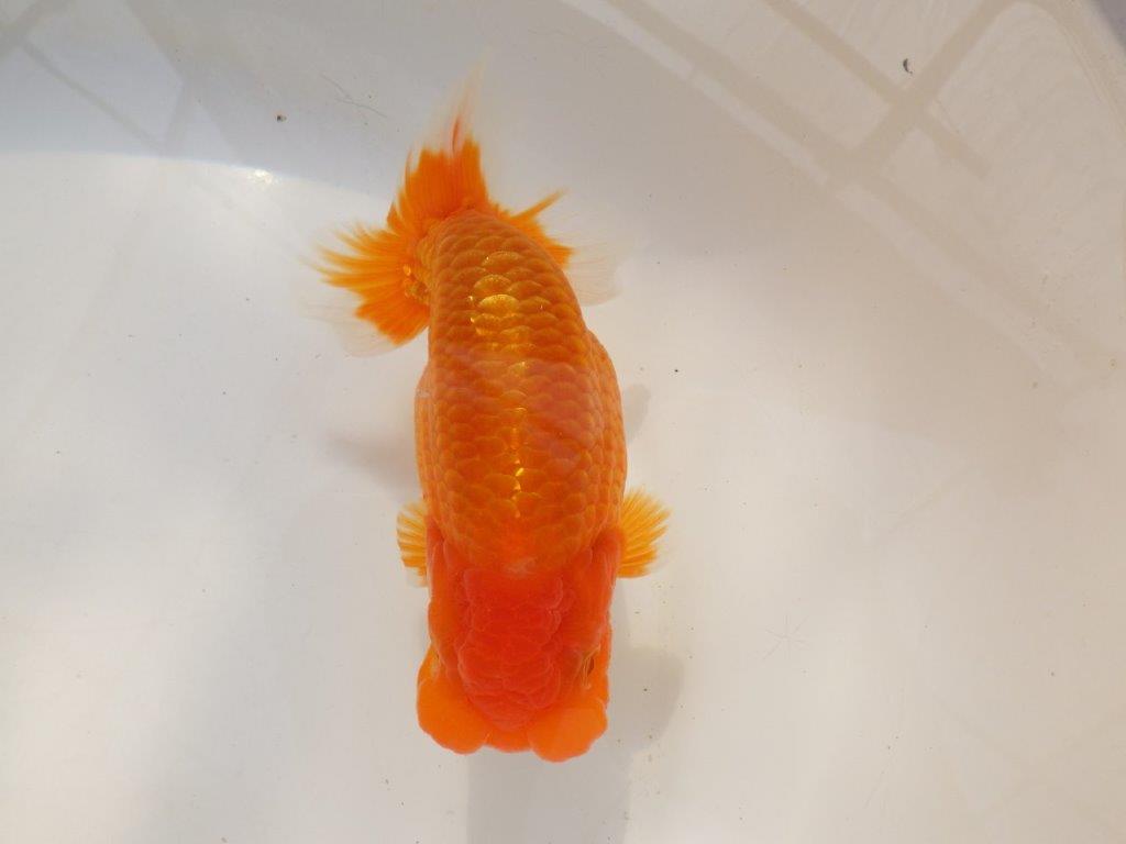 【全国大会西大関獲得ブリーダー 】種にもお勧め当歳らんちゅう約14,5㎝オス？