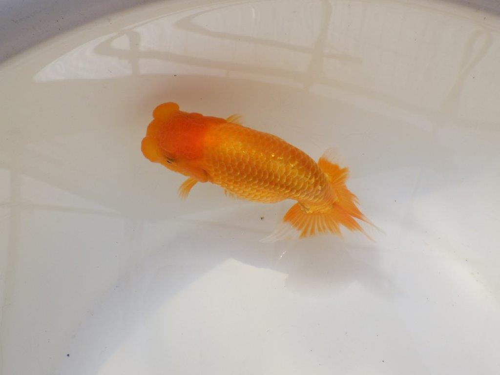 【全国大会西大関獲得ブリーダー 】上物ご鑑賞お勧め当歳らんちゅう約14,5㎝メス？