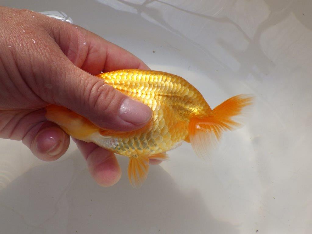 【全国大会西大関獲得ブリーダー 】上物ご鑑賞お勧め当歳らんちゅう約14,5㎝メス？