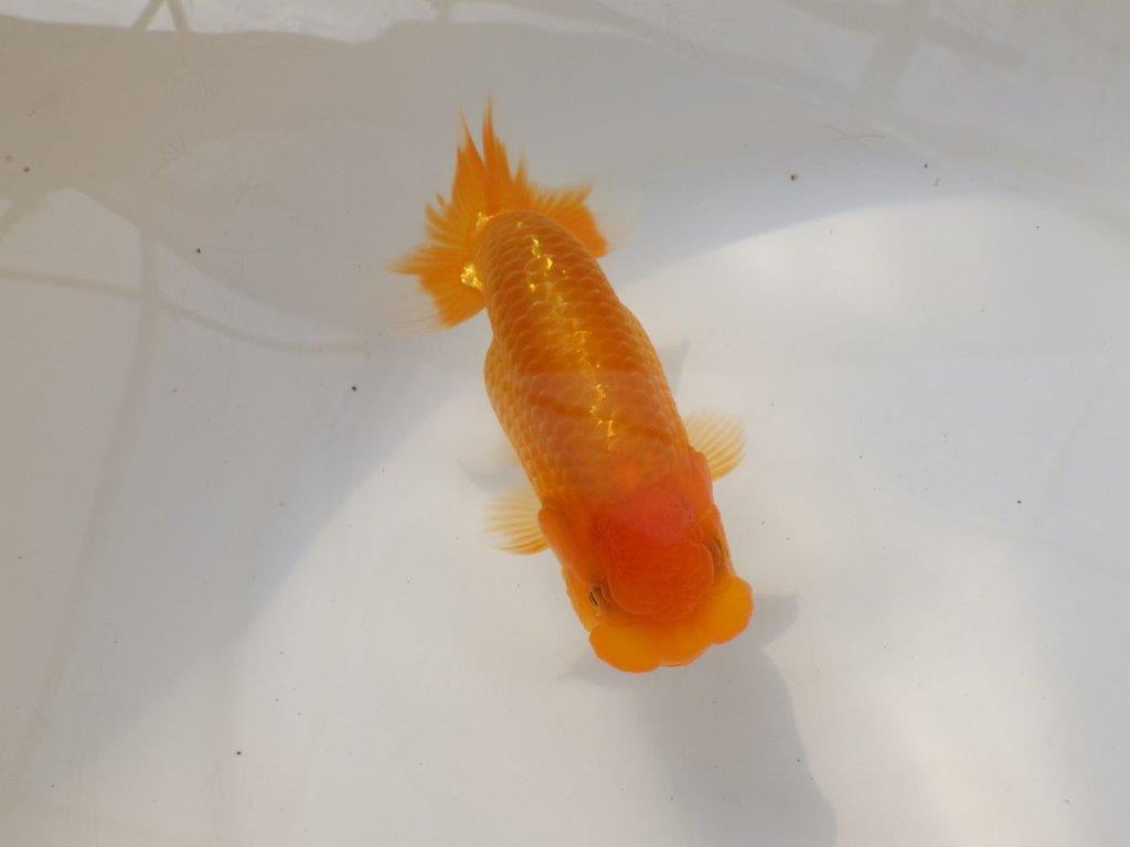 【全国大会西大関獲得ブリーダー 】上物ご鑑賞お勧め当歳らんちゅう約14,5㎝メス？