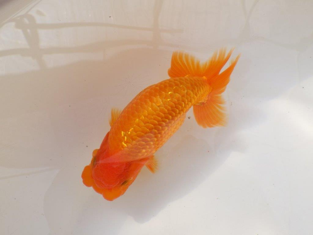 【全国大会西大関獲得ブリーダー 】上質なみどころある当歳らんちゅう約14,5㎝オス？