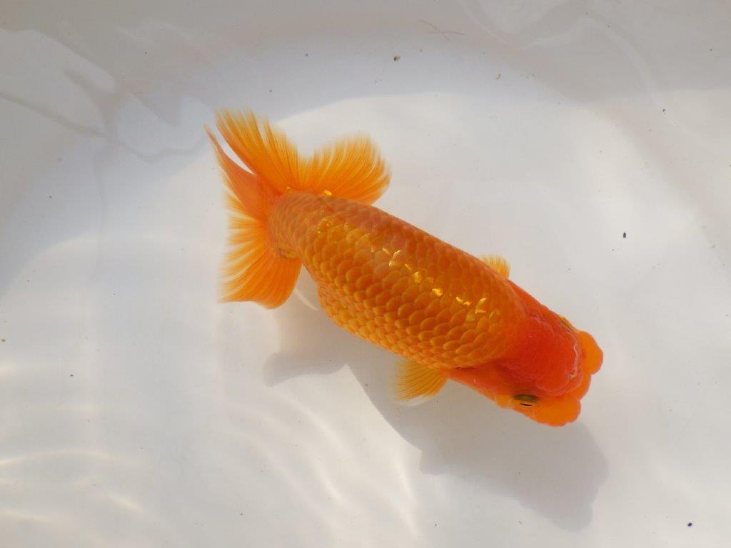 【全国大会西大関獲得ブリーダー 】上質なみどころある当歳らんちゅう約14,5㎝オス？