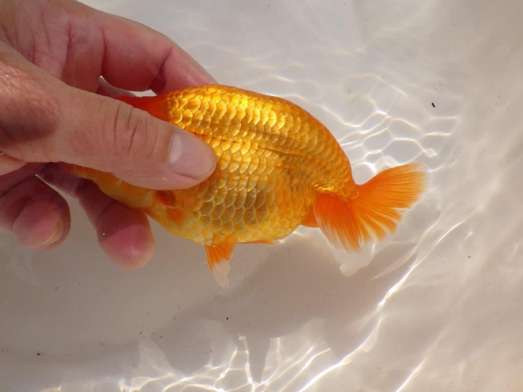 【全国大会西大関獲得ブリーダー 】上質なみどころある当歳らんちゅう約14,5㎝オス？