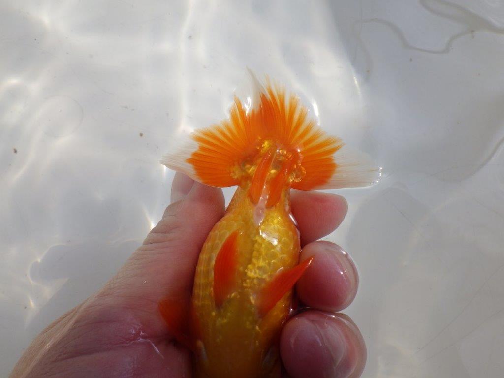 【愛知小早川義幸氏】送料別!当歳らんちゅう 約11㎝オス?