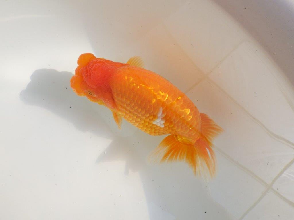 【全国大会東大関獲得ブリーダー 】魅力のある当歳らんちゅう約17㎝メス？