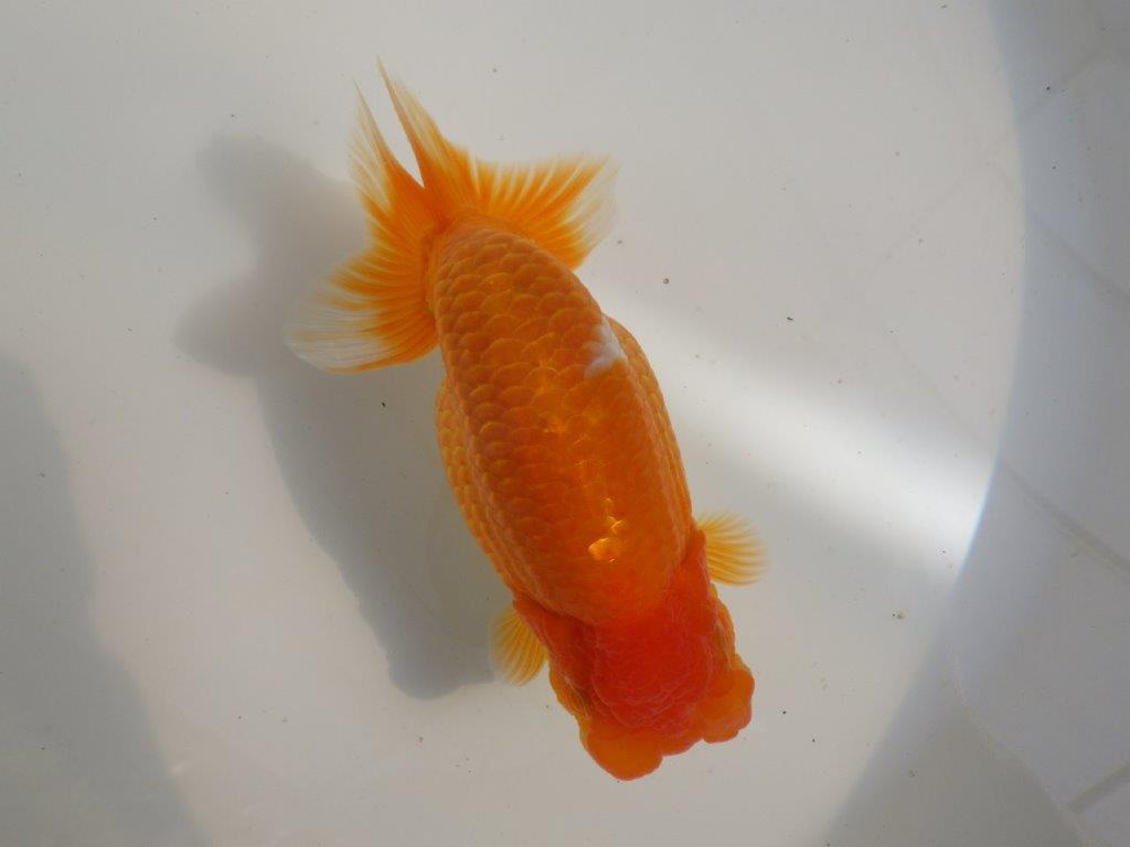 【全国大会東大関獲得ブリーダー 】魅力のある当歳らんちゅう約17㎝メス？
