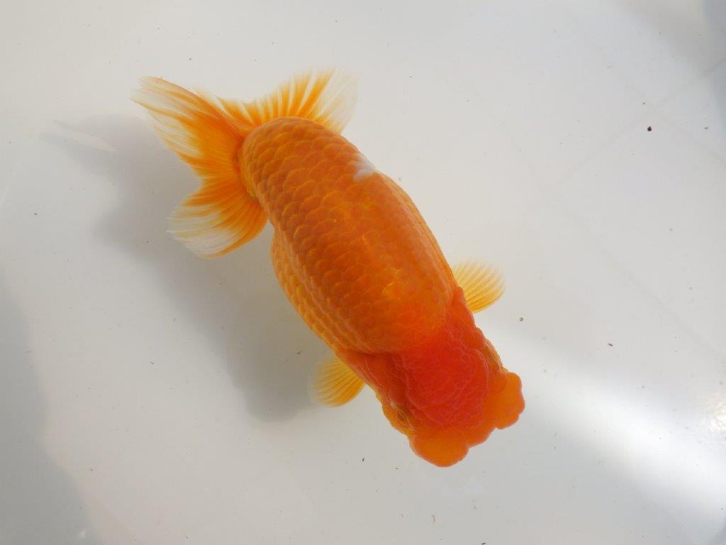 【全国大会東大関獲得ブリーダー 】魅力のある当歳らんちゅう約17㎝メス？の上身