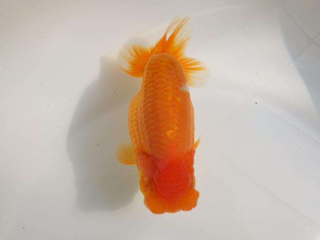 【全国大会東大関獲得ブリーダー 】魅力のある当歳らんちゅう約17㎝メス？