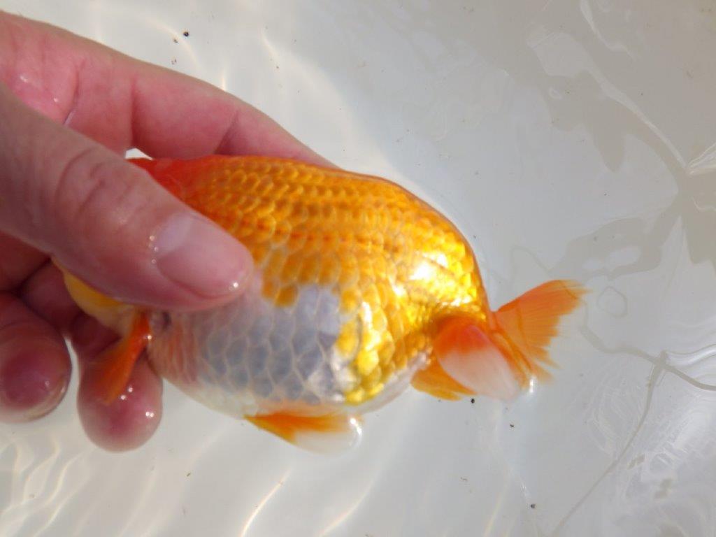 【全国大会東大関獲得ブリーダー 】素晴らしい雰囲気の当歳らんちゅう約14,5㎝オス?