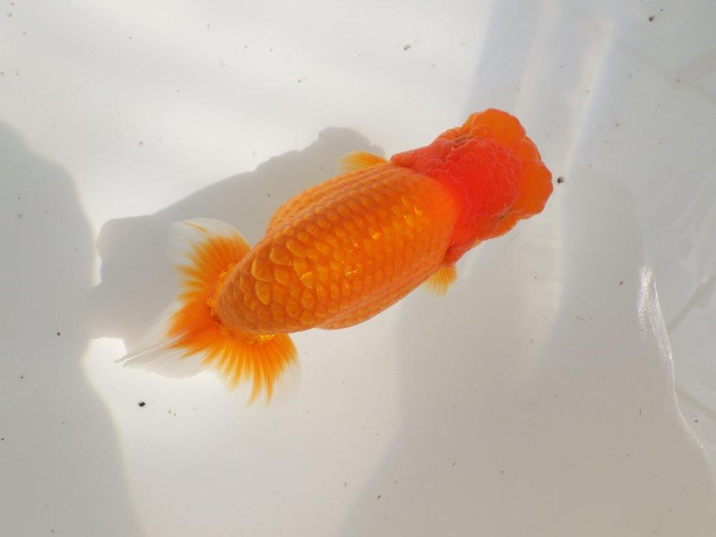 【全国大会東大関獲得ブリーダー 】二歳、親つくりに!当歳らんちゅう約13,5㎝オス?