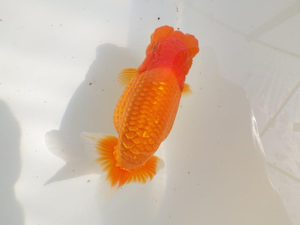 【全国大会東大関獲得ブリーダー 】二歳、親つくりに!当歳らんちゅう約13,5㎝オス?