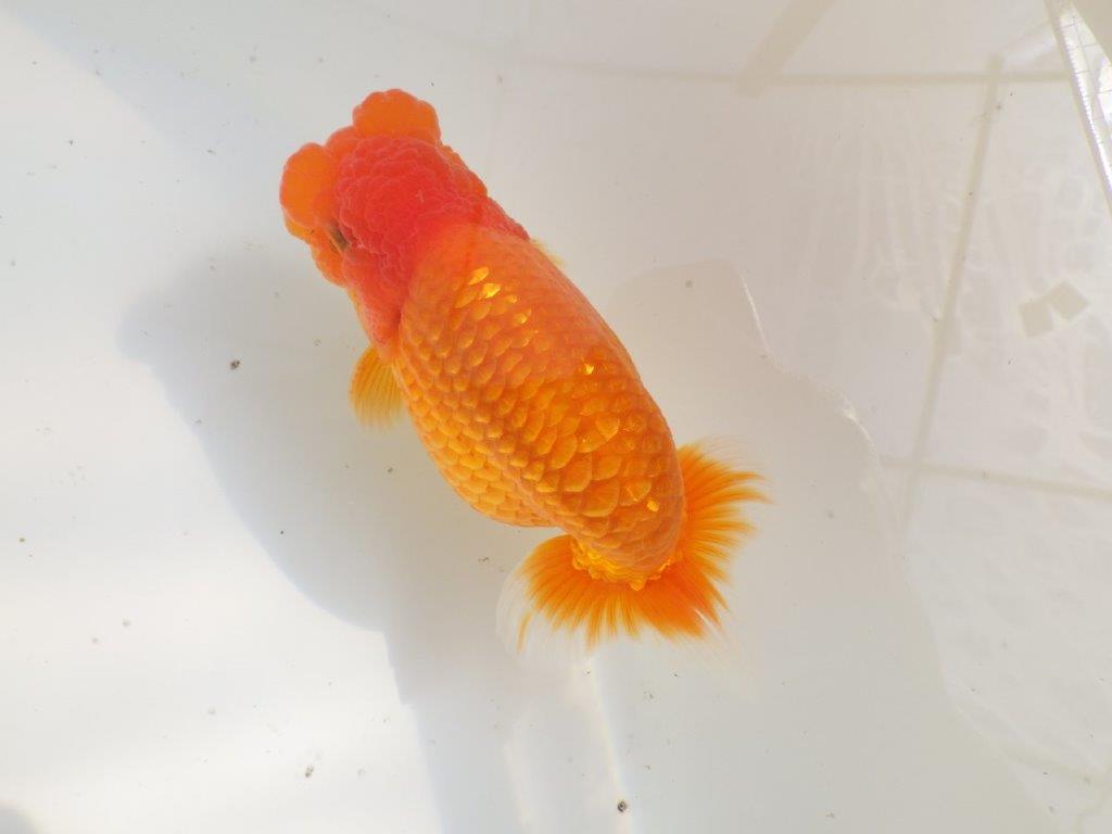 【全国大会東大関獲得ブリーダー 】二歳、親つくりに！当歳らんちゅう約13,5㎝オス？の上身