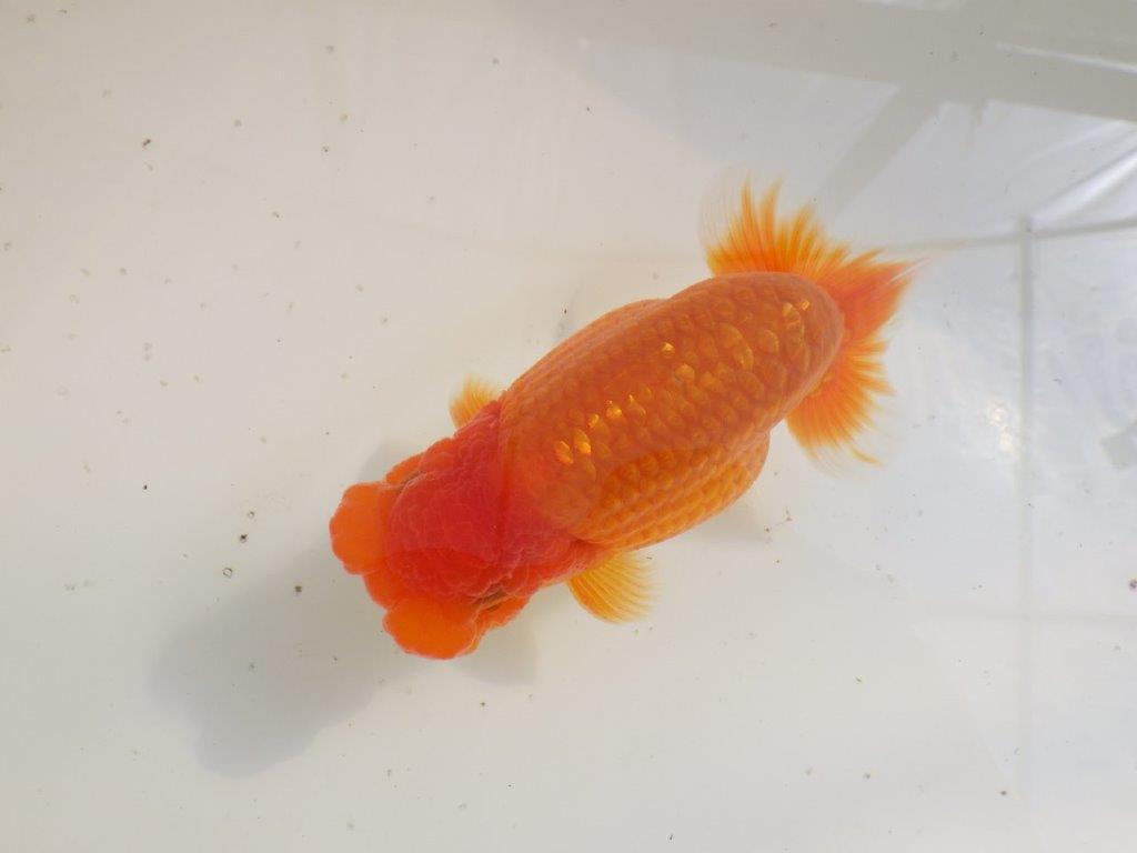 【全国大会東大関獲得ブリーダー 】二歳、親つくりに!当歳らんちゅう約13,5㎝オス?
