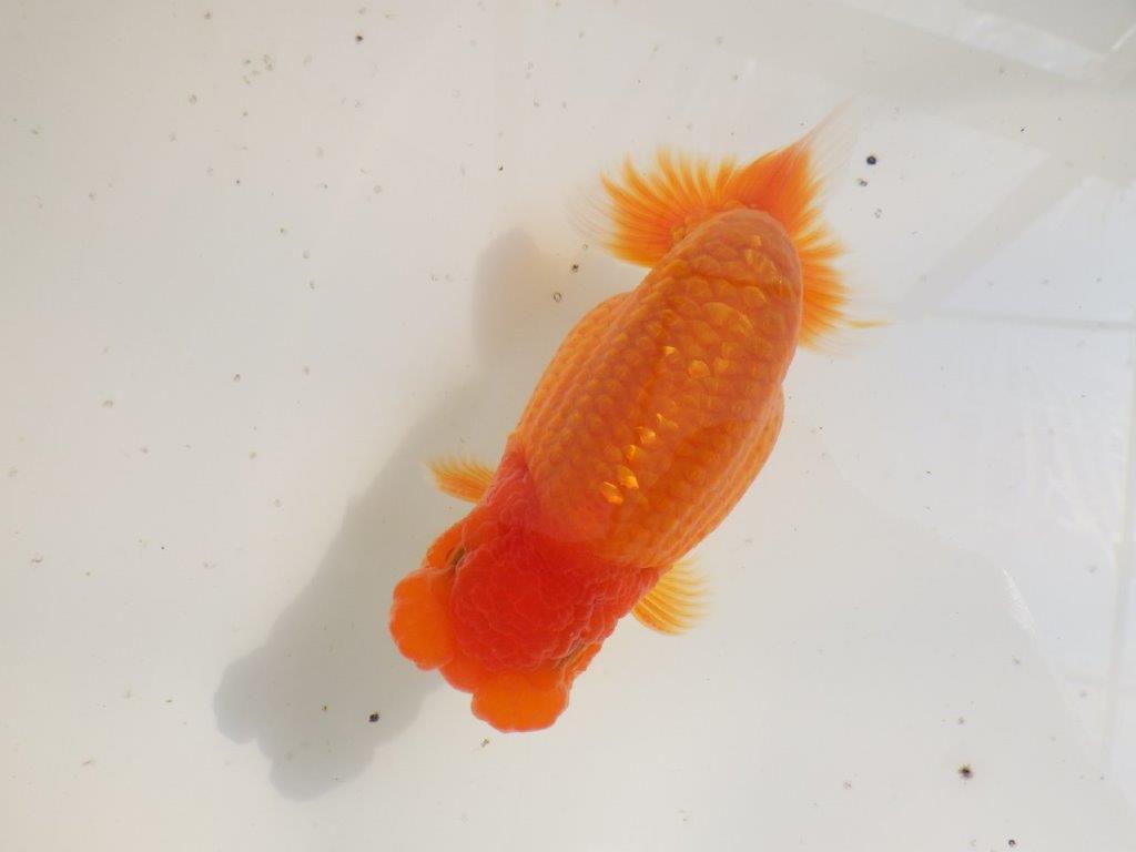 【全国大会東大関獲得ブリーダー 】二歳、親つくりに!当歳らんちゅう約13,5㎝オス?