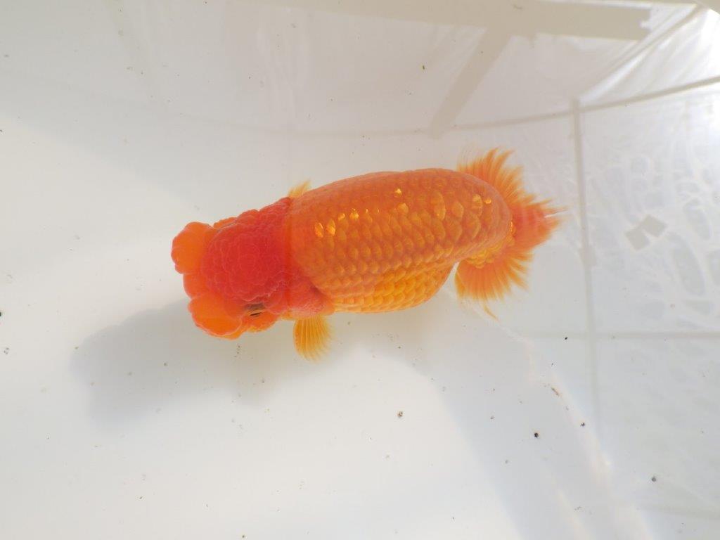 【全国大会東大関獲得ブリーダー 】二歳、親つくりに!当歳らんちゅう約13,5㎝オス?
