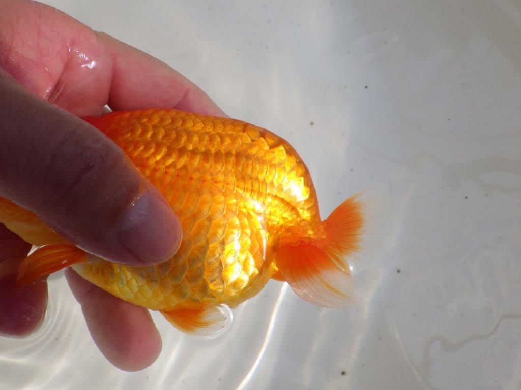 【全国大会東大関獲得ブリーダー 】二歳、親つくりに!当歳らんちゅう約13,5㎝オス?