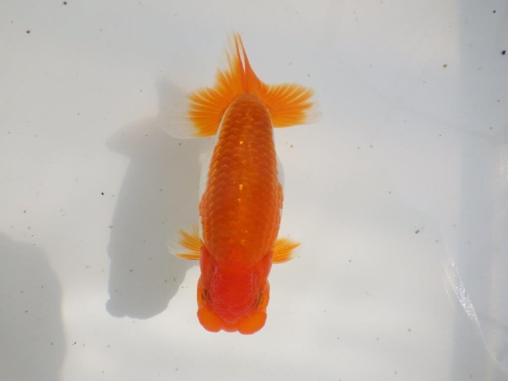 【全国大会東大関獲得ブリーダー 】無難な魚!!当歳らんちゅう約14㎝オス?