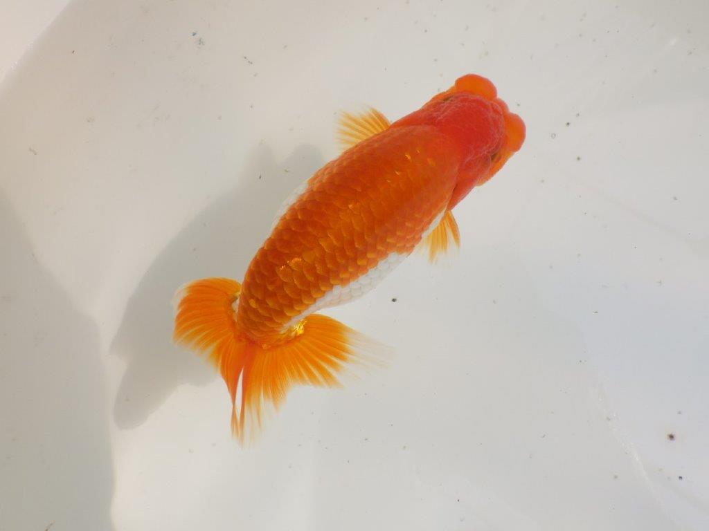 【全国大会東大関獲得ブリーダー 】無難な魚!!当歳らんちゅう約14㎝オス?