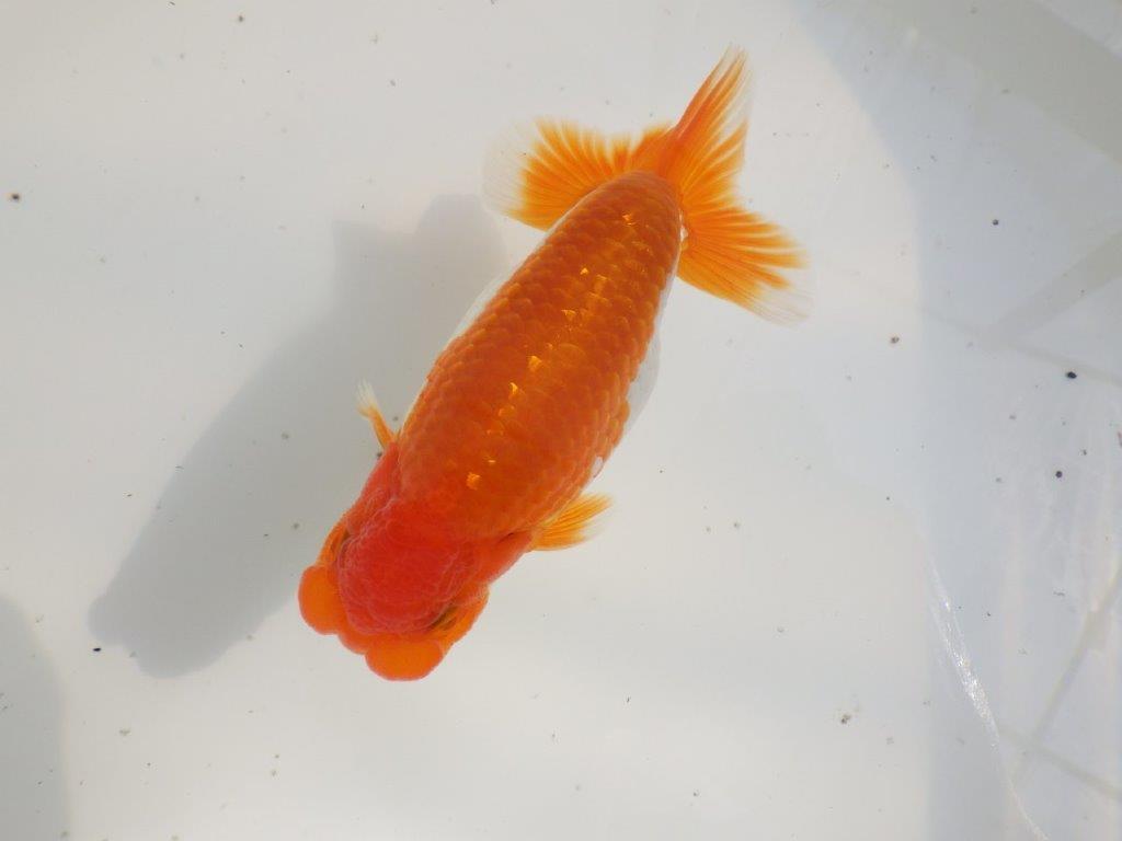 【全国大会東大関獲得ブリーダー 】無難な魚!!当歳らんちゅう約14㎝オス?