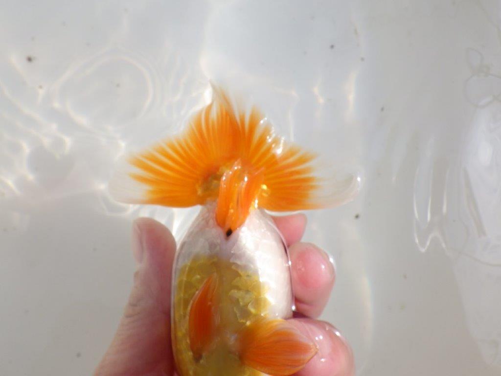 【全国大会東大関獲得ブリーダー 】無難な魚!!当歳らんちゅう約14㎝オス?