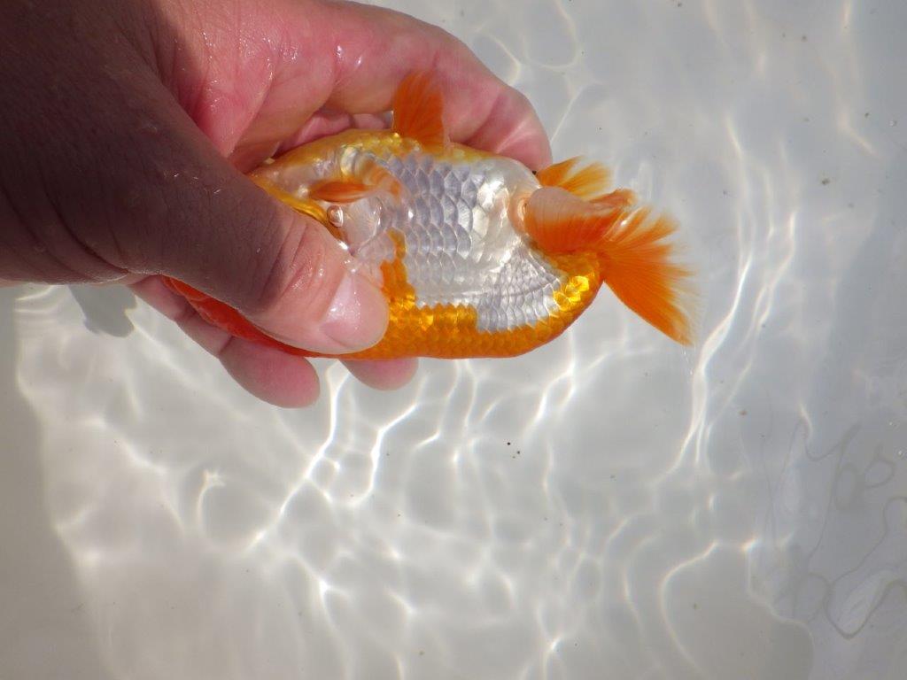 【全国大会東大関獲得ブリーダー 】無難な魚!!当歳らんちゅう約14㎝オス?