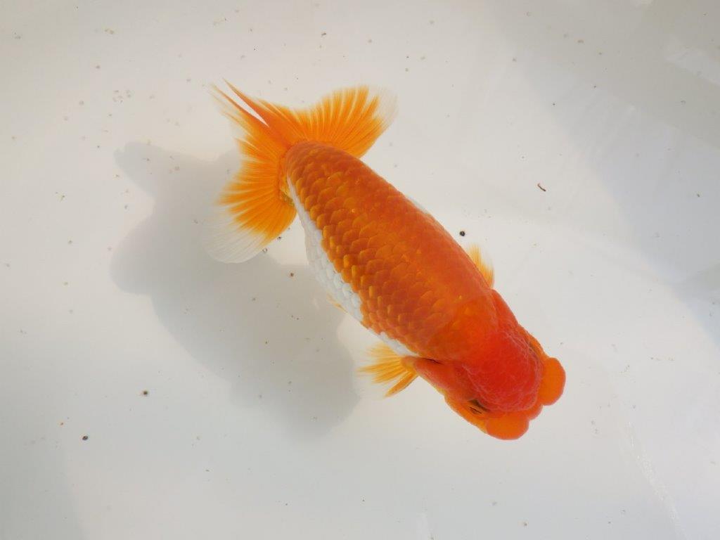 【全国大会東大関獲得ブリーダー 】無難な魚！！当歳らんちゅう約14㎝オス？の上身