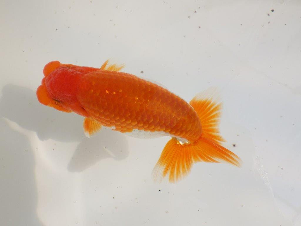 【全国大会東大関獲得ブリーダー 】無難な魚!!当歳らんちゅう約14㎝オス?