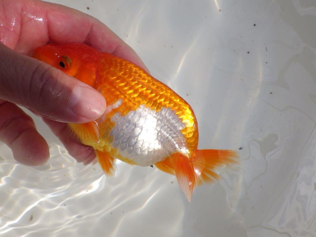 【全国大会東大関獲得ブリーダー 】無難な魚!!当歳らんちゅう約14㎝オス?