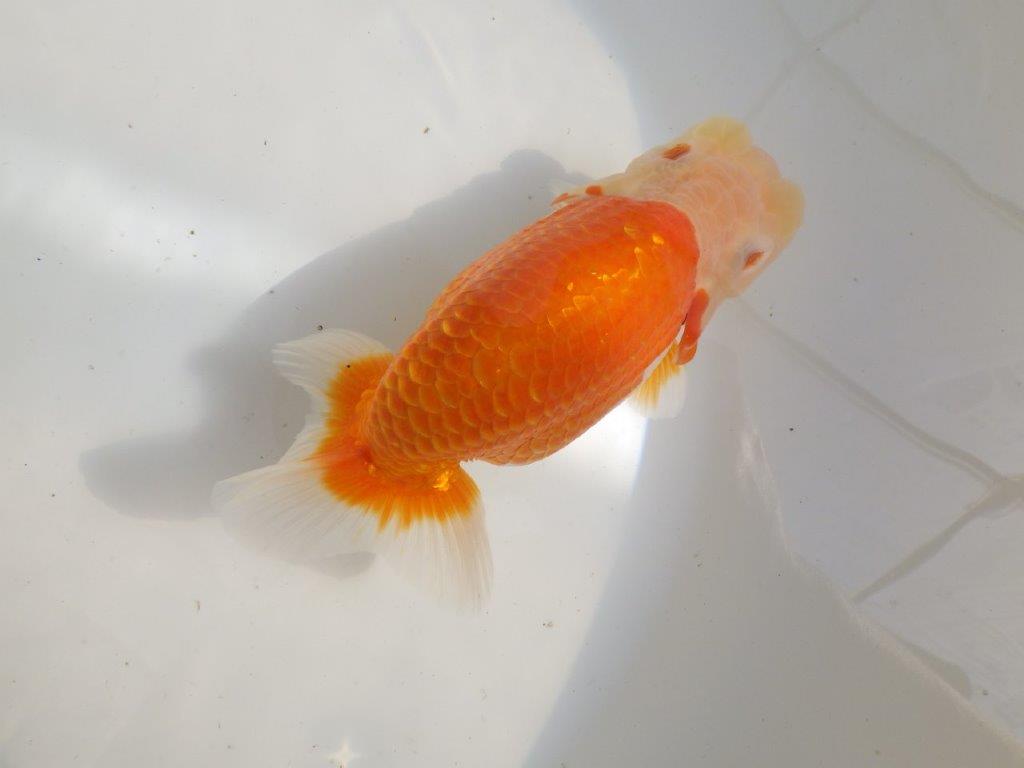 【全国大会東大関獲得ブリーダー 】親まで作り込んで！当歳らんちゅう約16,5㎝メス？の上身