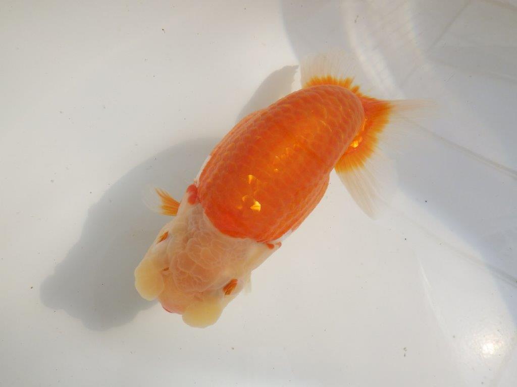 【全国大会東大関獲得ブリーダー 】親まで作り込んで！当歳らんちゅう約16,5㎝メス？