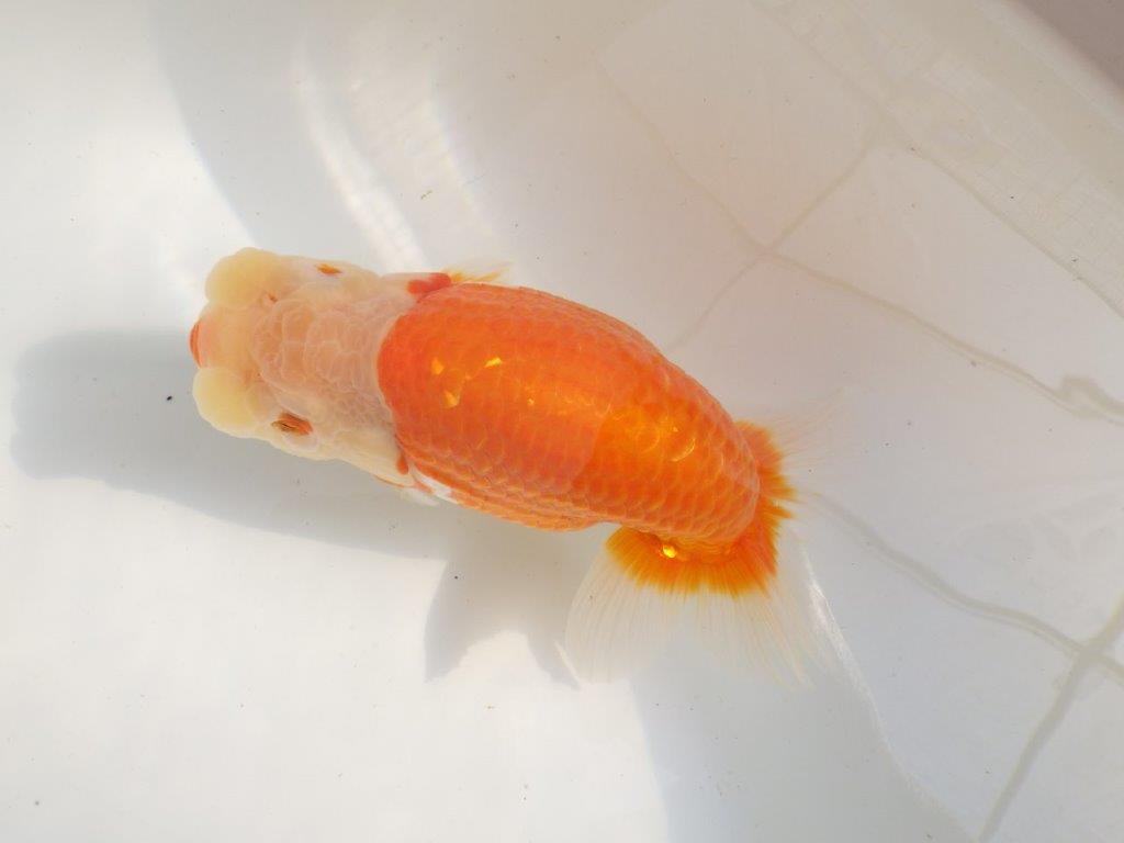 【全国大会東大関獲得ブリーダー 】親まで作り込んで！当歳らんちゅう約16,5㎝メス？