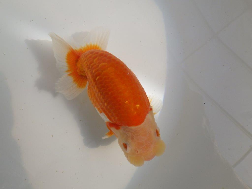 【全国大会東大関獲得ブリーダー 】親まで作り込んで！当歳らんちゅう約16,5㎝メス？