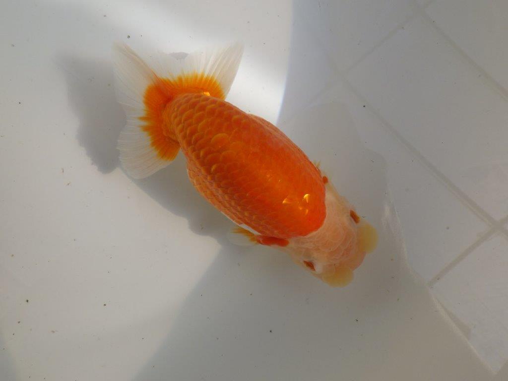 【全国大会東大関獲得ブリーダー 】親まで作り込んで！当歳らんちゅう約16,5㎝メス？