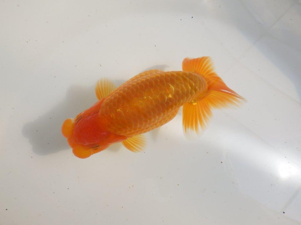 【全国大会東大関獲得ブリーダー 】品評大会クラス!当歳らんちゅう約16,5㎝オス?