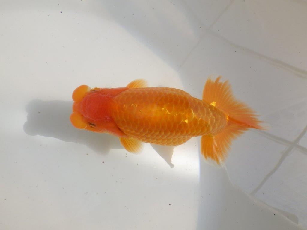 【全国大会東大関獲得ブリーダー 】品評大会クラス!当歳らんちゅう約16,5㎝オス?