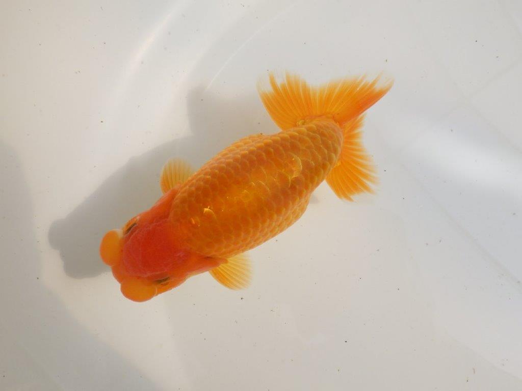 【全国大会東大関獲得ブリーダー 】品評大会クラス！当歳らんちゅう約16,5㎝オス？の上身