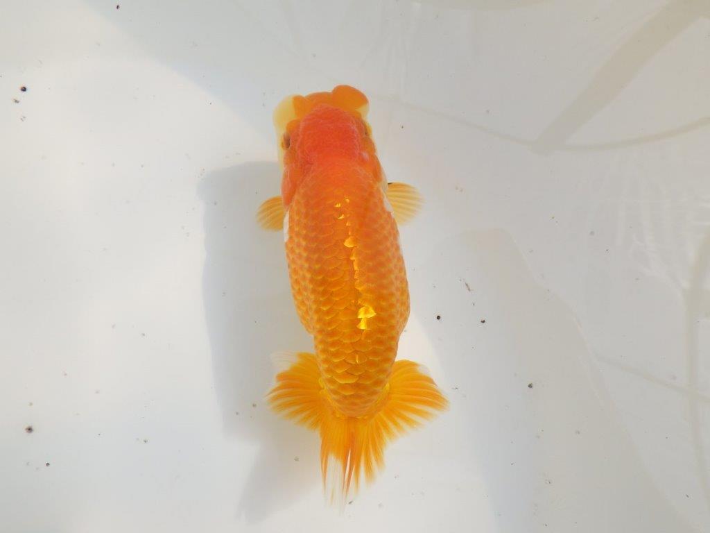 【全国大会東大関獲得ブリーダー 】魅力でカバー！当歳らんちゅう約15,5㎝メス？
