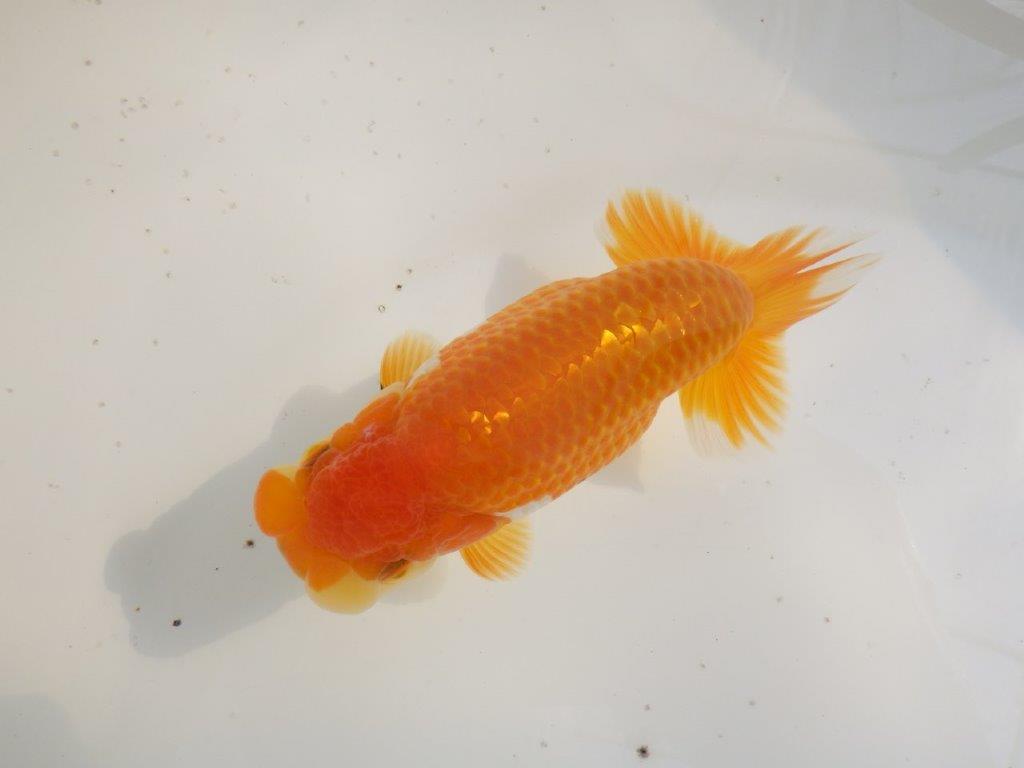 【全国大会東大関獲得ブリーダー 】魅力でカバー！当歳らんちゅう約15,5㎝メス？