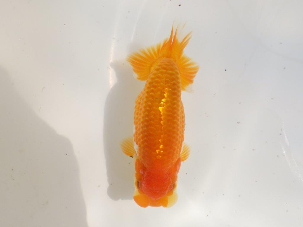 【全国大会東大関獲得ブリーダー 】魅力でカバー！当歳らんちゅう約15,5㎝メス？