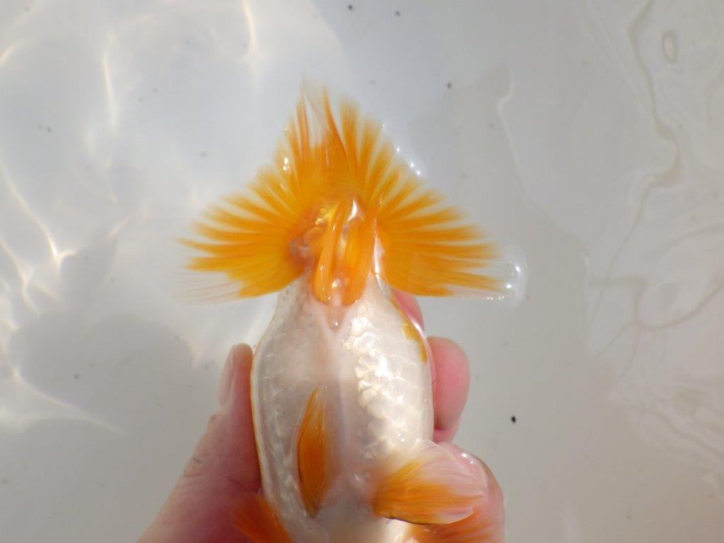 【全国大会東大関獲得ブリーダー 】魅力でカバー！当歳らんちゅう約15,5㎝メス？